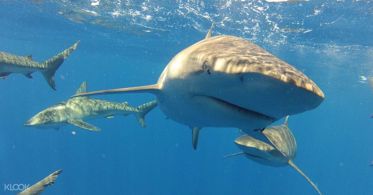 North Shore Shark Cage Diving Adventure In Oahu Hawaii