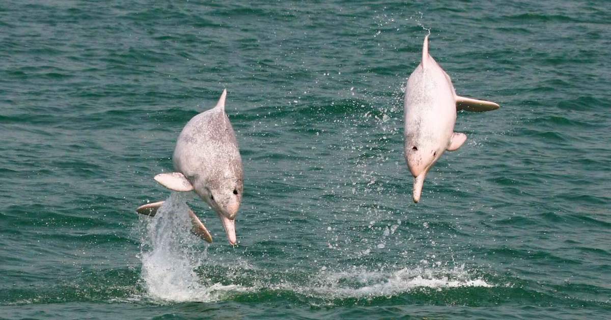 Dolphin オーシャンドルフィンピンク サムイ島発：ピンク ドルフィン ボート ツアー（ランチ付き