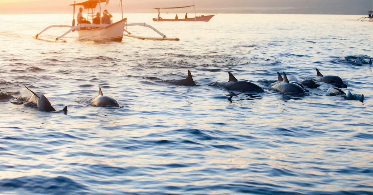 things to do in denpasar indonesia | swim with the shark at bali sharks rescue center