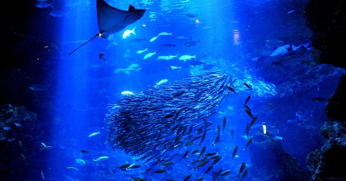 Kyoto Aquarium Admission Ticket in Japan - Klook United States