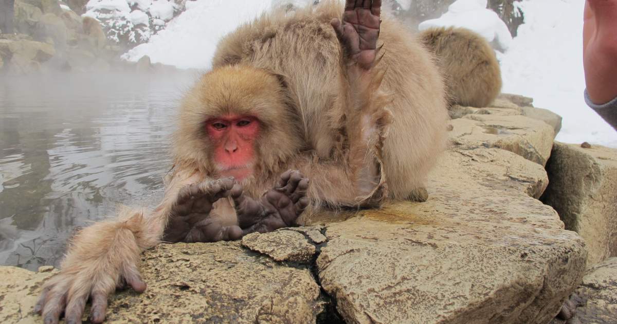 Snow Monkey & Shibu Onsen Tour in Nagano (Nozawa Onsen Departure