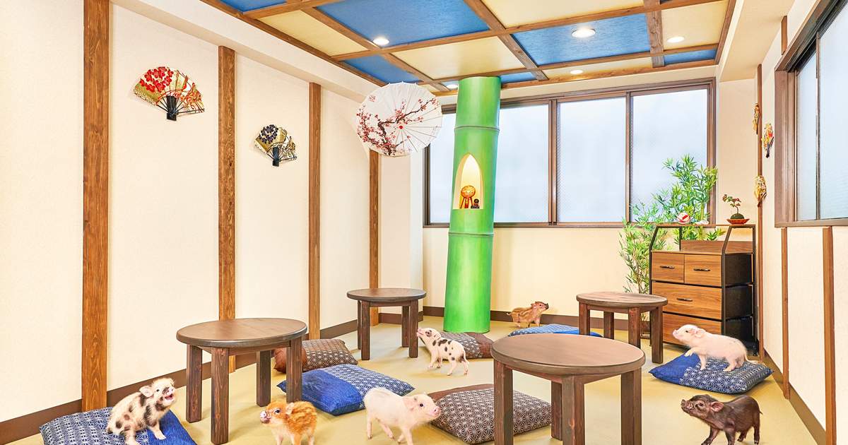 Micro Pig Cafe Experience in Kyoto - Klook United States