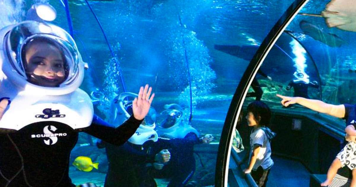 tours in guam | trek alongside marine treasures with the seatrek experience in underwater world guam