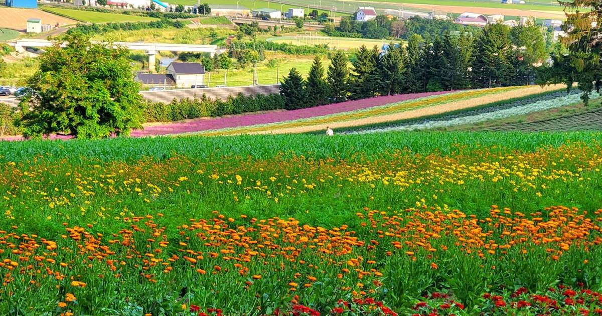 the best places to visit in hokkaido in summer | shikisai no oka