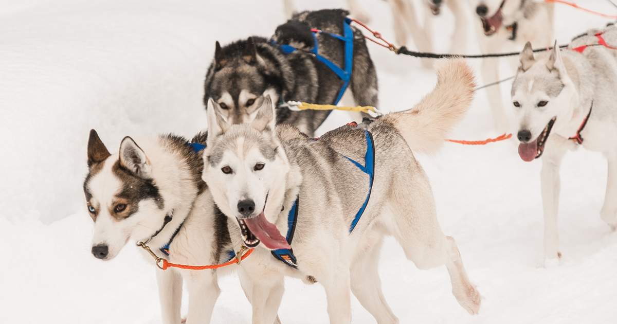 Husky Dogs Iditarod Dog Breeds Two Siberian Husky Dogs Profile