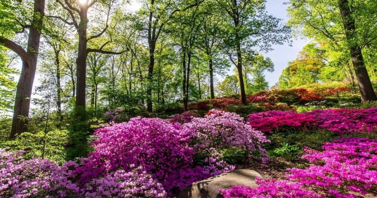 新品 NEWERA New York Botanical Garden L/XL Botanical Garden Ticket in New York - Klook United States