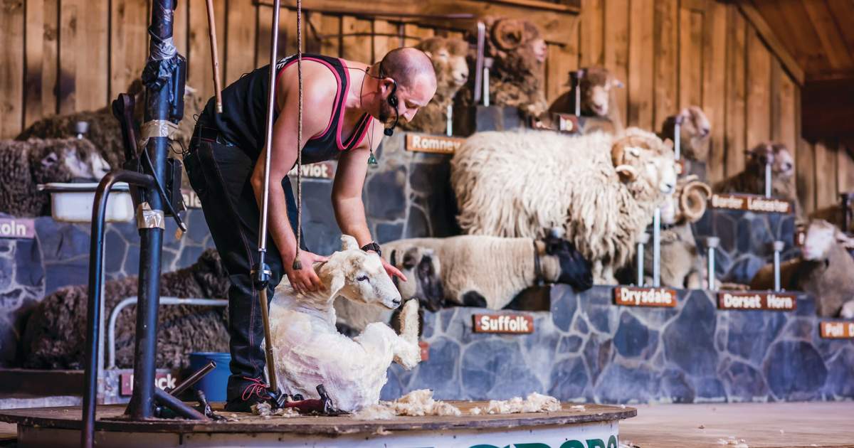 things to do in rotorua nz | agrodome farm