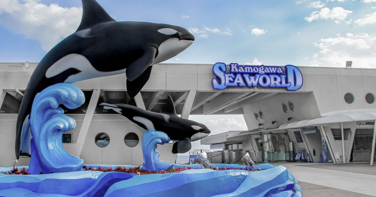 things to do in chiba | get close to the creatures of the sea at kamogawa sea world