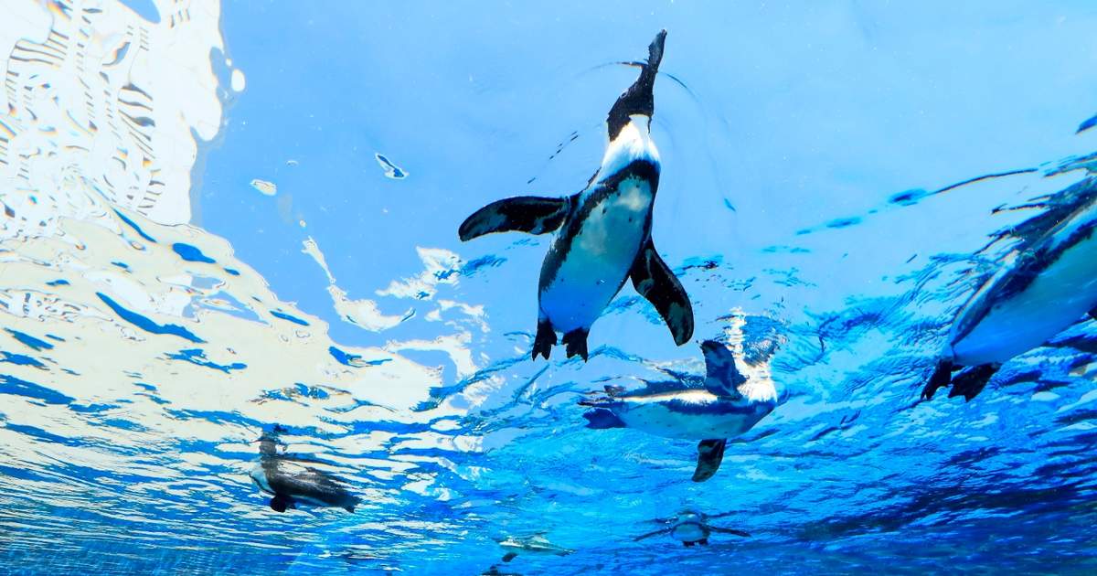 サンシャイン水族館 チケット(池袋)の予約 | Klook サンシャイン水族館 チケット(池袋)の予約 | Klook