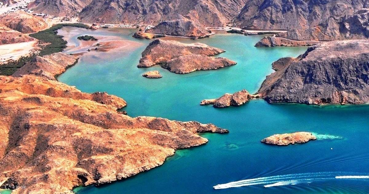 Observation de dauphins