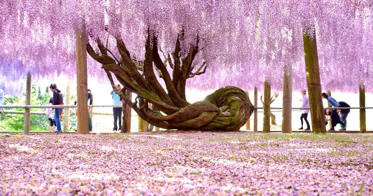 Kawachi Wisteria Garden & Kokura Castle & Kitakyushu Outlets
