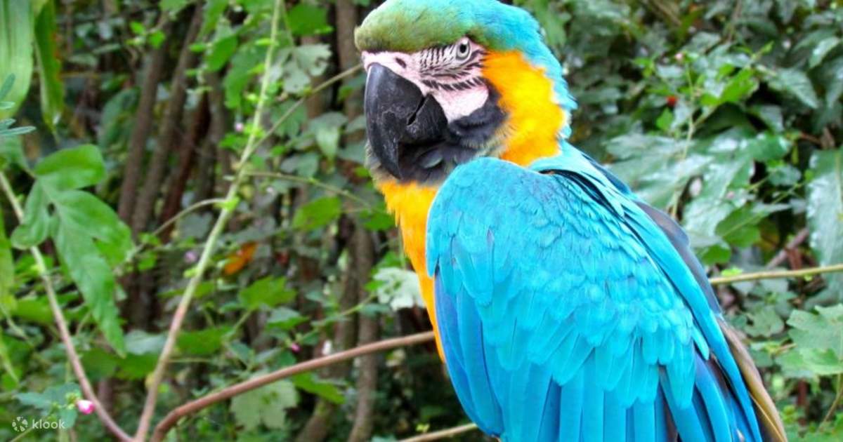 Immerse Yourself in Nature: Manu Jungle Tour 3 Days Adventure - Klook