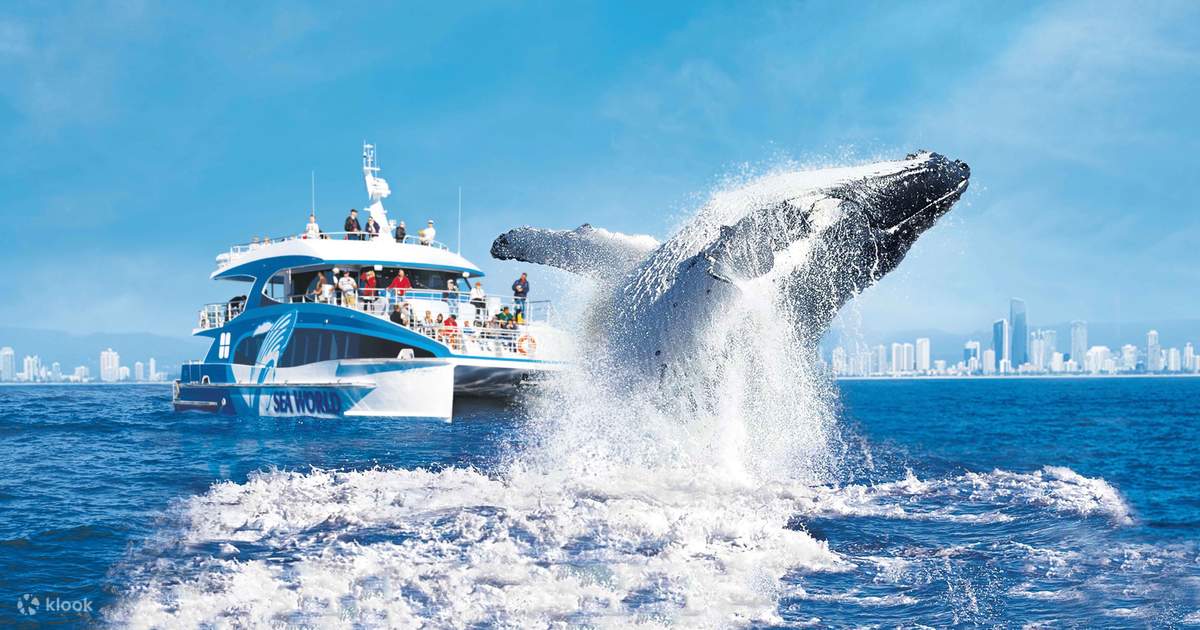 Sea World Whale Watching Cruise - Klook Australia