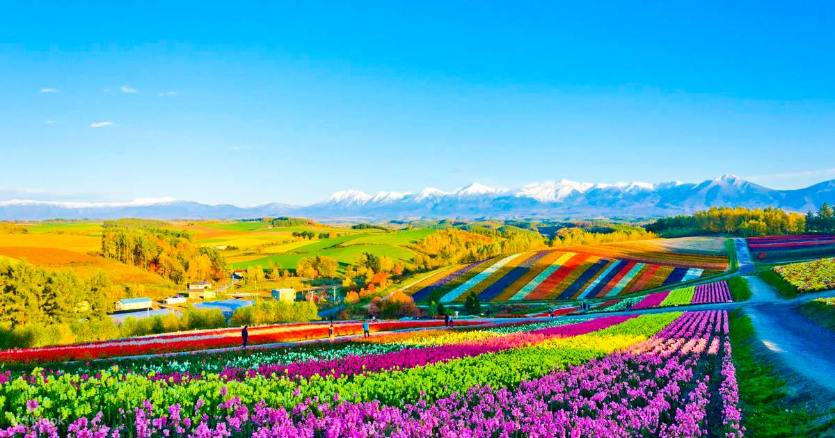 Biei, Furano và Blue Pond Tham gia Tour Xe buýt Một ngày - Klook Việt Nam