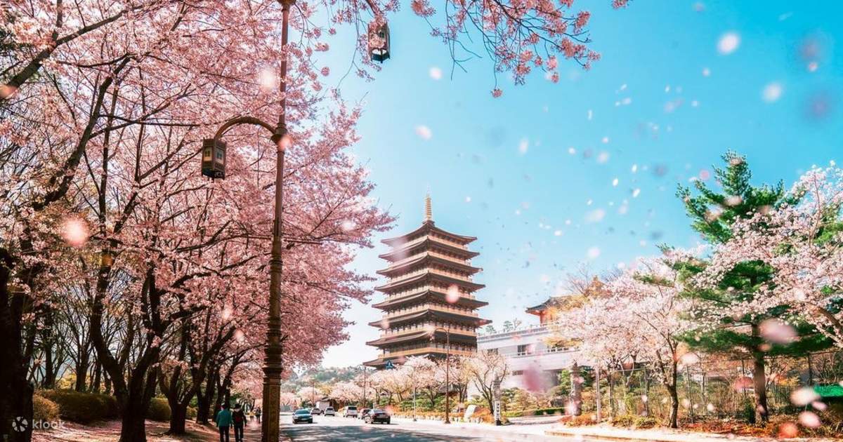 Cherry Blossom Hunting tour from Busan - Klook United States