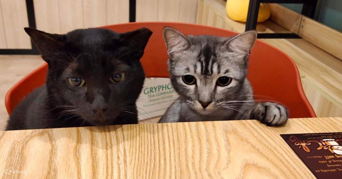 The Cat Cafe Discounted Entrance Fee in Bugis, Singapore Klook Singapore