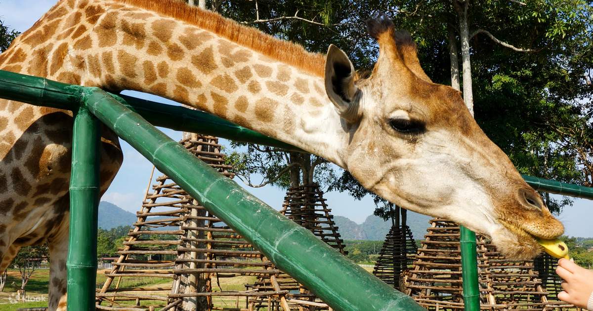 visit the animals at xi'an qinling wildlife park
