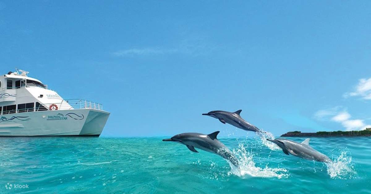 Fascinating Ways Dolphins Communicate - Dolphins And You