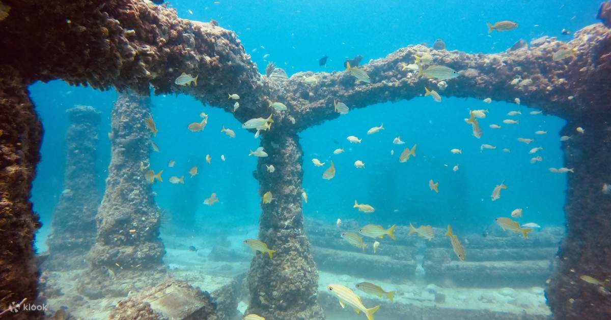 Half Day Snorkelling Trip in Florida with PADI Dive Boat Klook