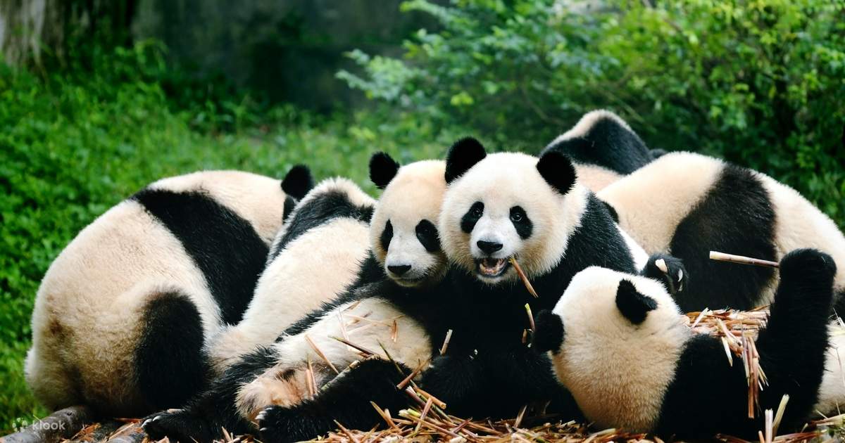 Trung tâm nhân giống gấu trúc Thành Đô và Tour riêng trong ngày lịch sử - Klook Việt Nam