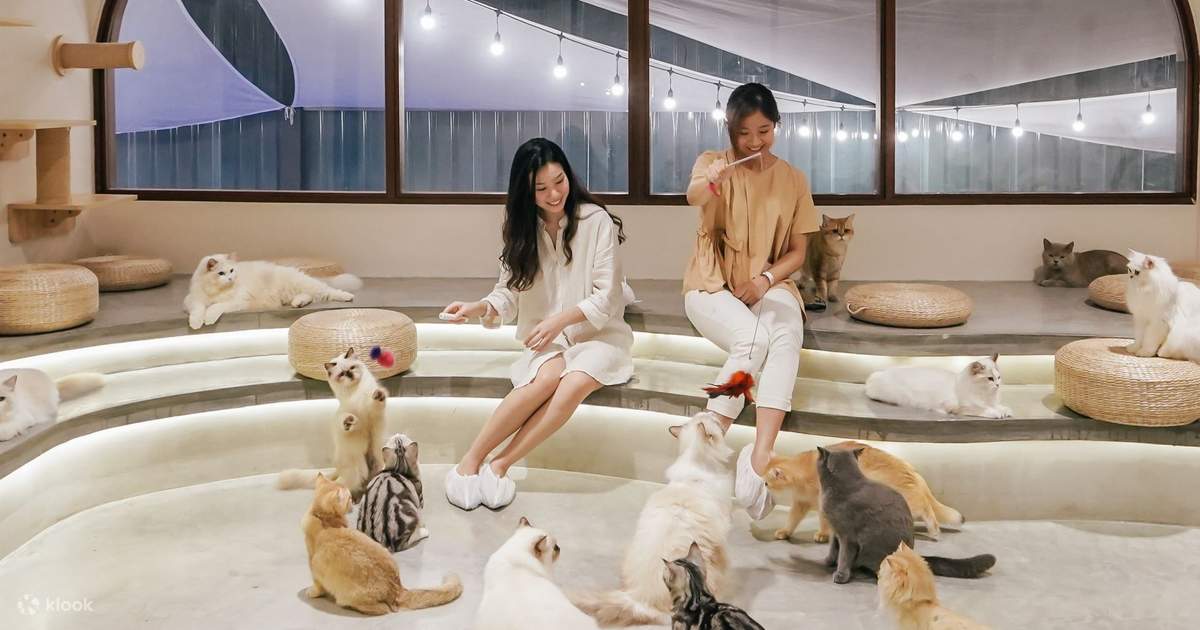 Tiket HOME by Tales Of Paws Cat Cafe di Johor Bahru Klook Indonesia