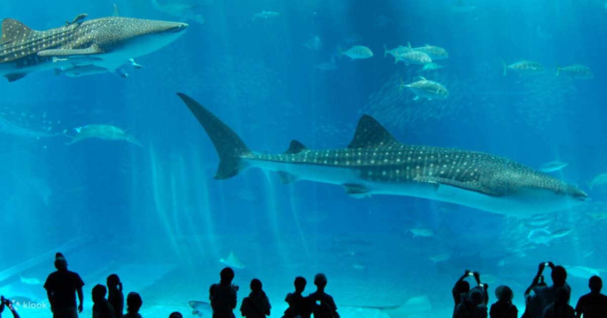 沖縄美ら海水族館 入館チケット 沖縄 Klook