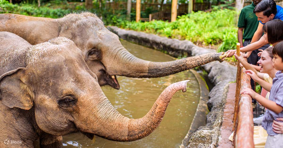 Đi tham quan Vườn thú Singapore là một trải nghiệm tuyệt vời cho bạn và gia đình. Với hơn 2.500 con vật và 300 loài, bạn sẽ được hòa mình vào một thế giới động vật ngập tràn sắc màu. Hãy mua vé vào cổng và tham gia khám phá công viên đẹp nhất Singapore với những bức ảnh đầy màu sắc và sinh động.