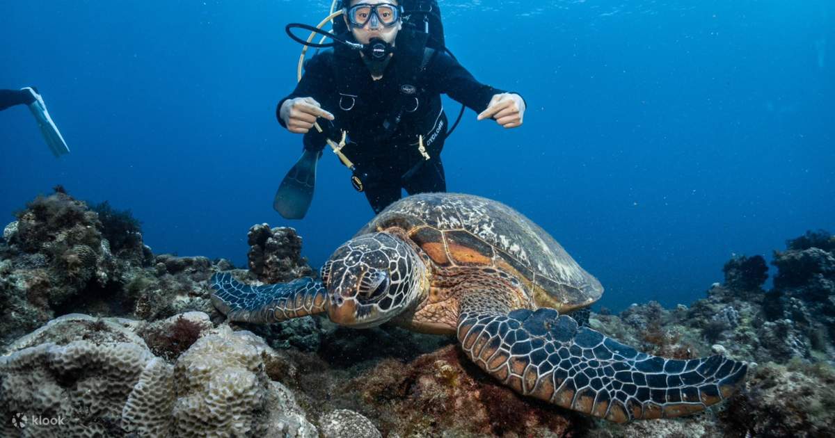 Pingtung: Aquamarine Photography Diving - Xiaoliuqiu Introductory Scuba ...