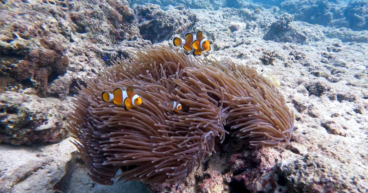 Scuba diving from stunning coral reef in the heart of Phuket - Klook