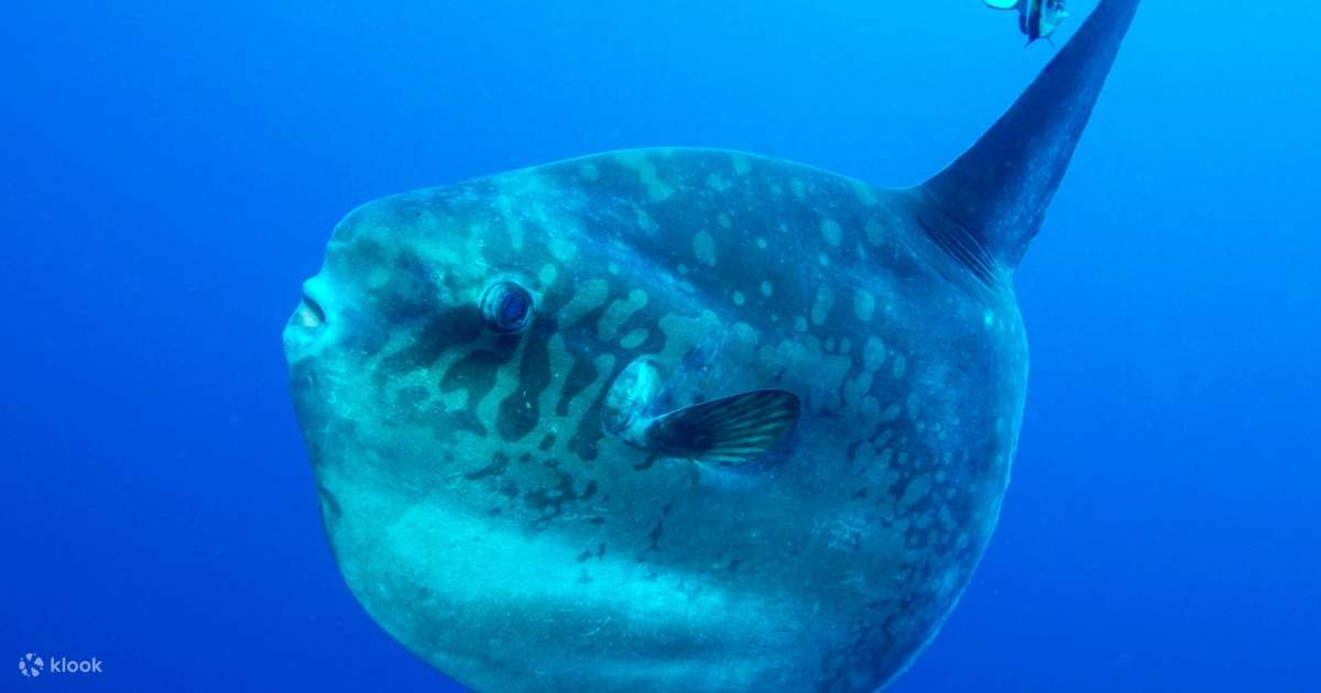 Nusa Penida Diving Experience by Dune Atlantis in Bali, Indonesia ...