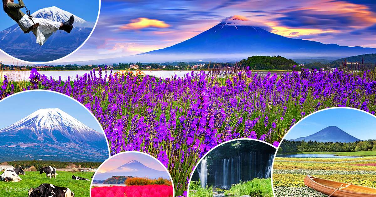 Gunung Fuji ibu bapa-anak Makaino Ranch (termasuk tiket) & Shiraito no ...