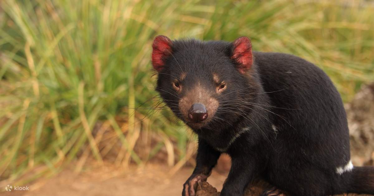 ボノロング野生生物保護区の一般入場料とオプションの動物との