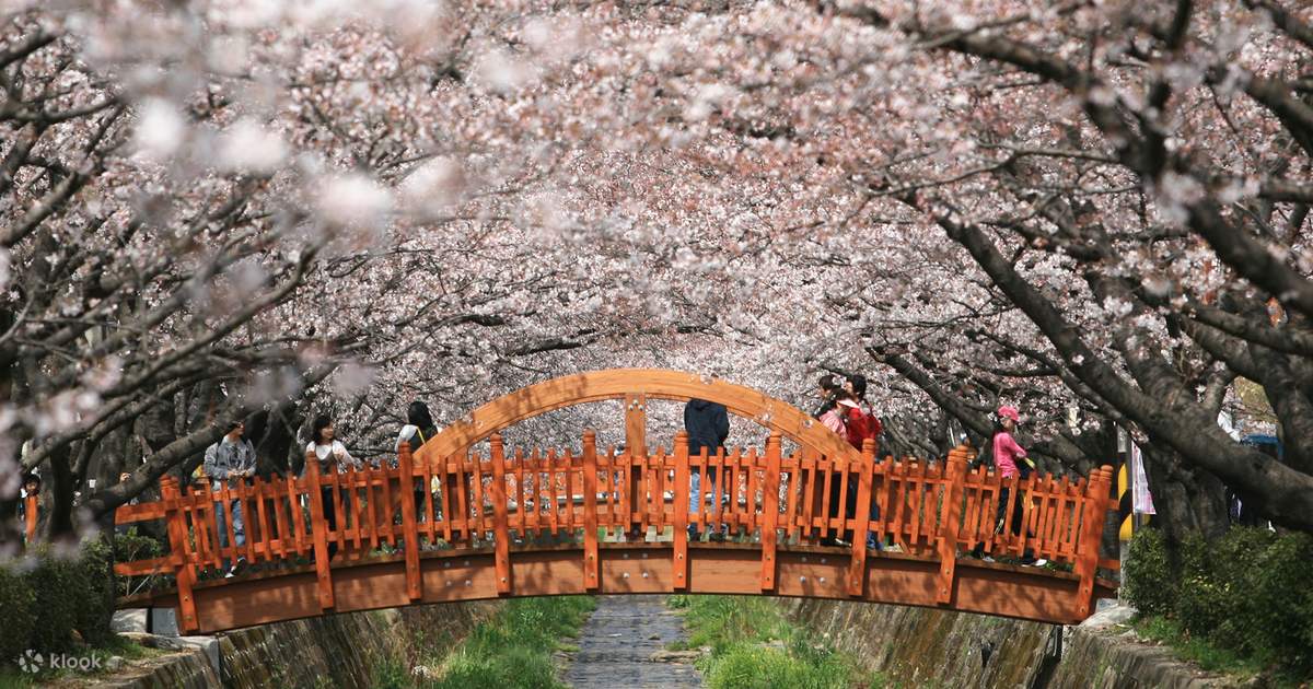 Jinhae Gunhangje Cherry Blossom Festival Day Tour (World Love Travel ...