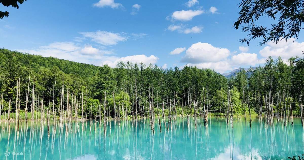 Biei, Furano, and Blue Pond Join In One Day Bus Tour - Klook Singapore