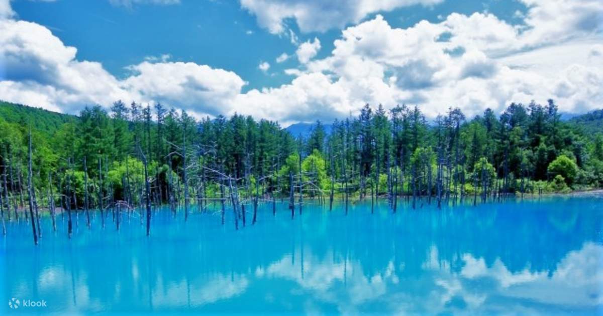 Sapporo, Furano, and Biei Join In One Day Bus Tour with Lavender ...