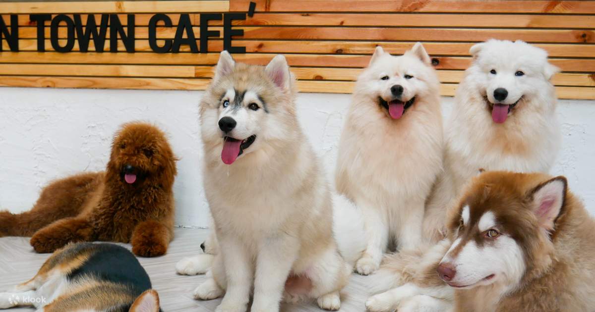 Entrance Fee with Free Beverage at Dog In Town in Ekkamai and