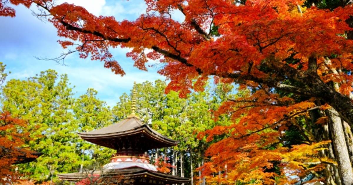 Mount koya day trip from osaka | Travelbayz.com