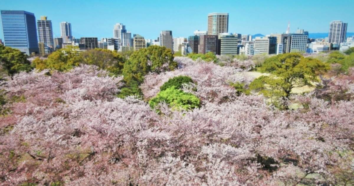 Fukuoka Open Top Bus and Maizuru Park Walking Tour with Sakura Picnic ...
