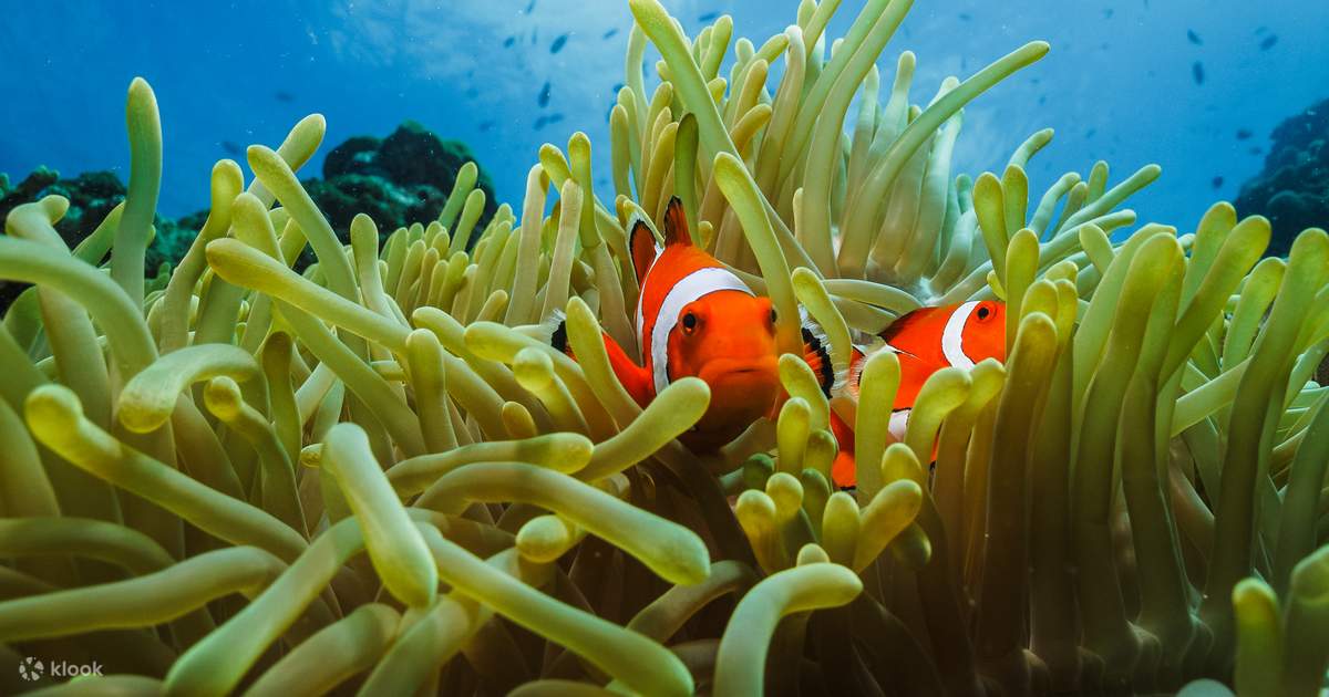 Explore the Depths: PADI Try Scuba Diving in Cebu with a 5 Star Dive