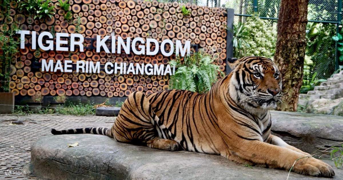 Tiger Kingdom Ticket in Chiang Mai with Transfers - Klook États-Unis