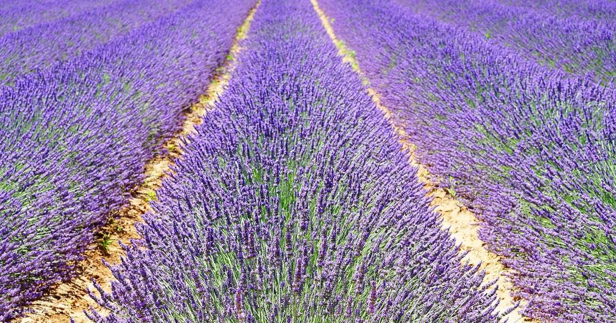 フランス、マルセイユからのエクス アン プロヴァンスとヴァレンソール 