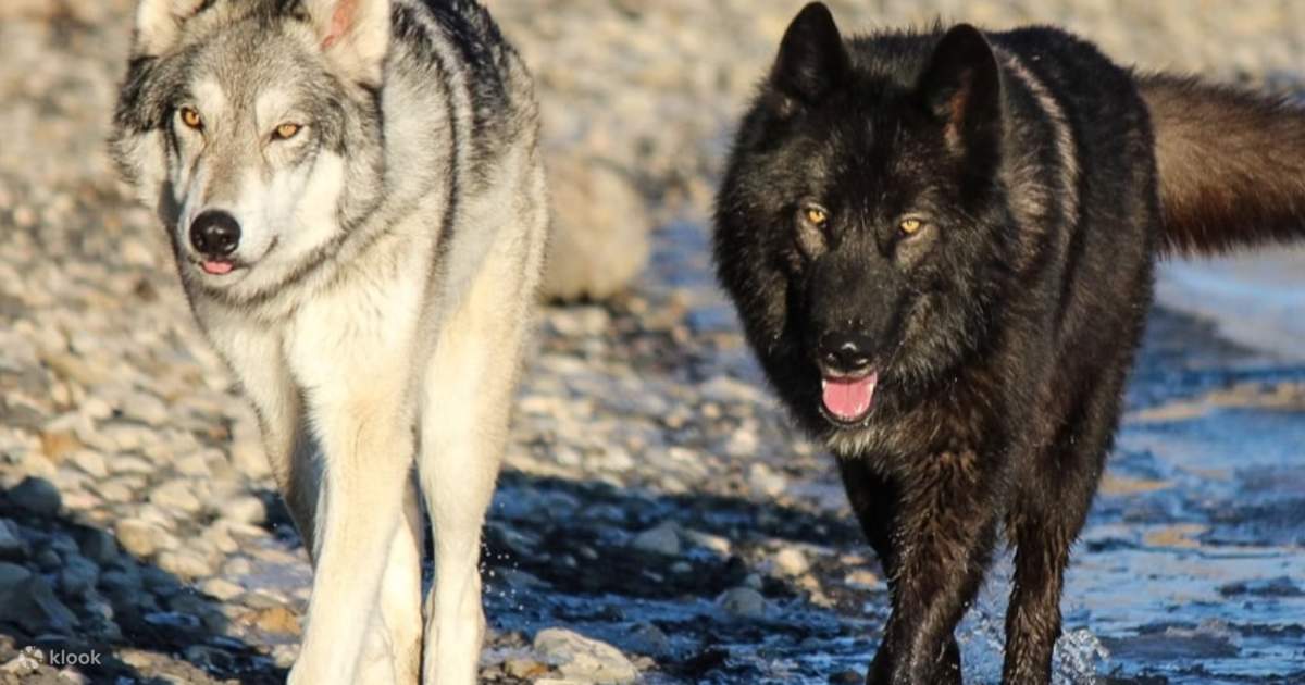 Yamnuska Wolfdog Sanctuary Admission and Tour Klook Australia