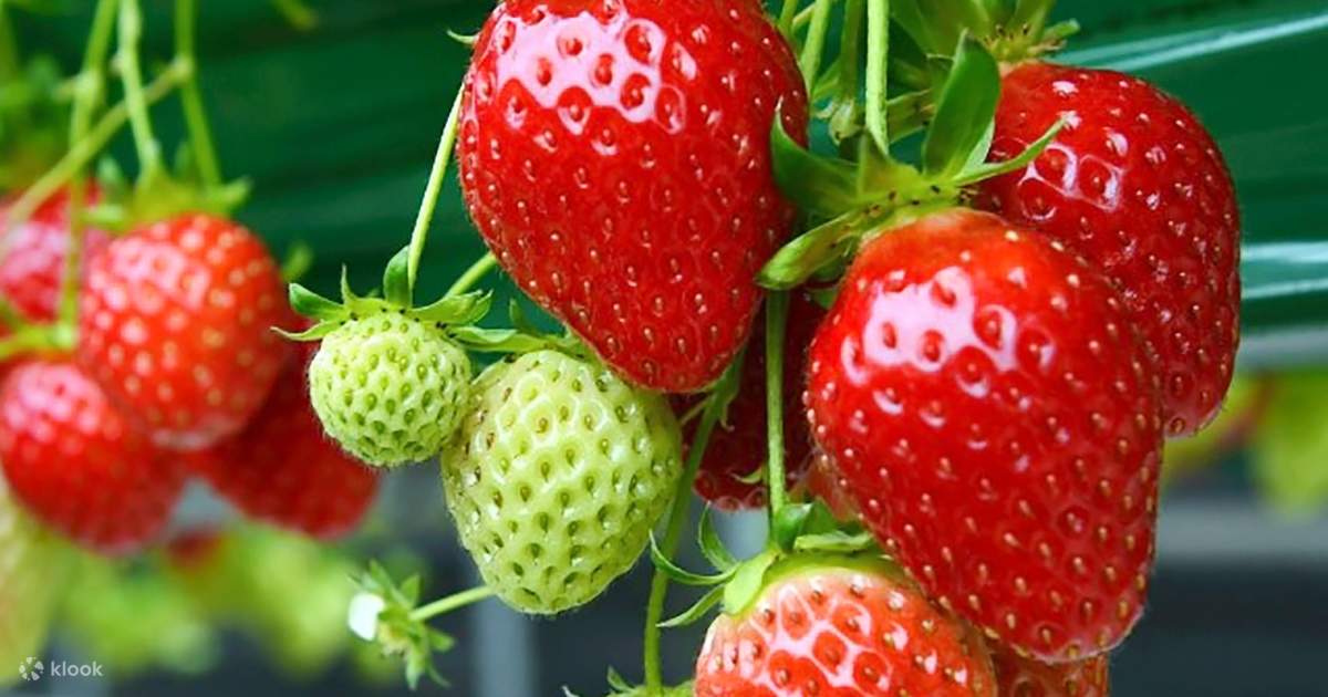 Strawberry Picking Experience and Seoul Day Trip - Klook Singapore