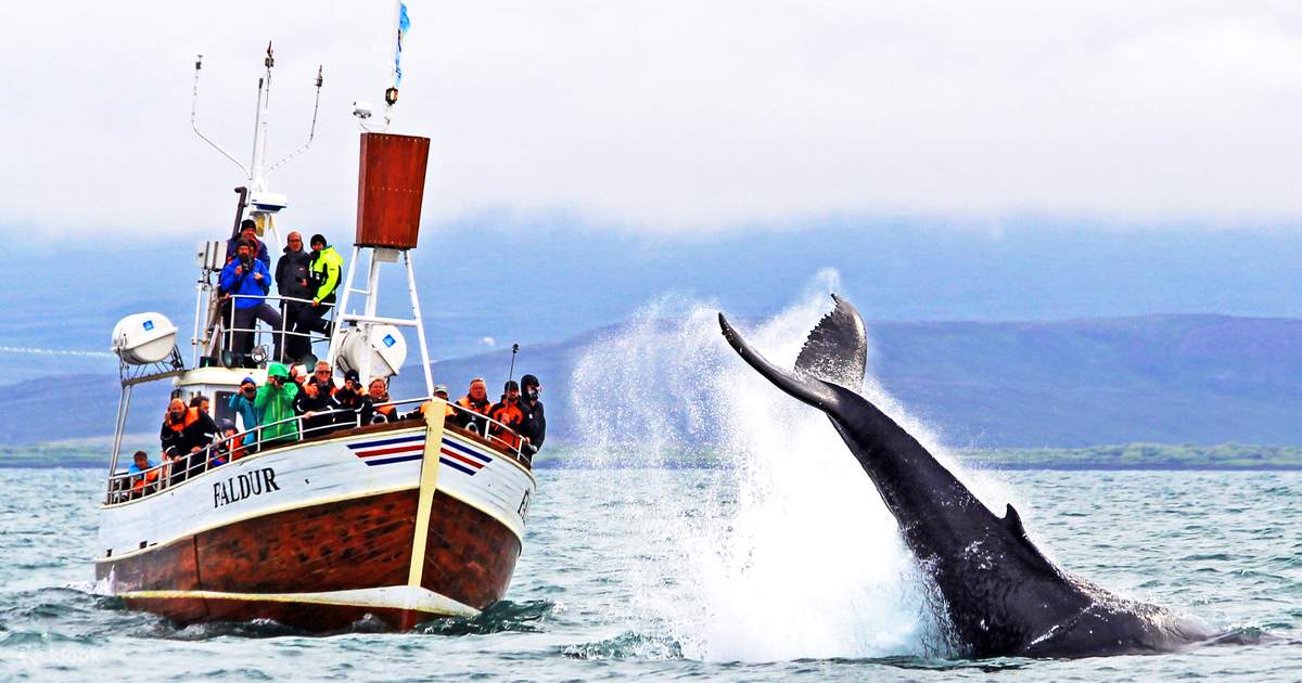 Vancouver Island Whale Watching Highest Orca Sightings British Columbia