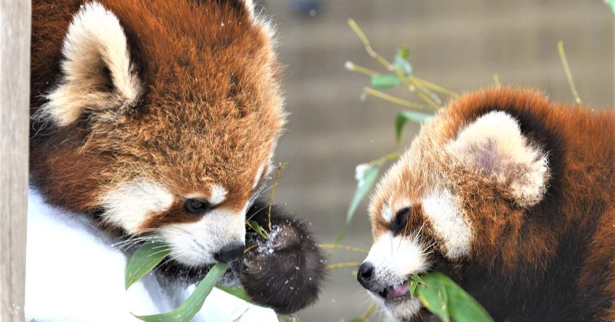 79％以上節約 富良野 美瑛 札幌 旭山動物園
