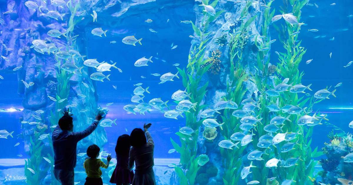 Đánh Giá Thủy Cung Lotte World Aquarium: Trải Nghiệm Thực Tế Từ Khách Tham Quan