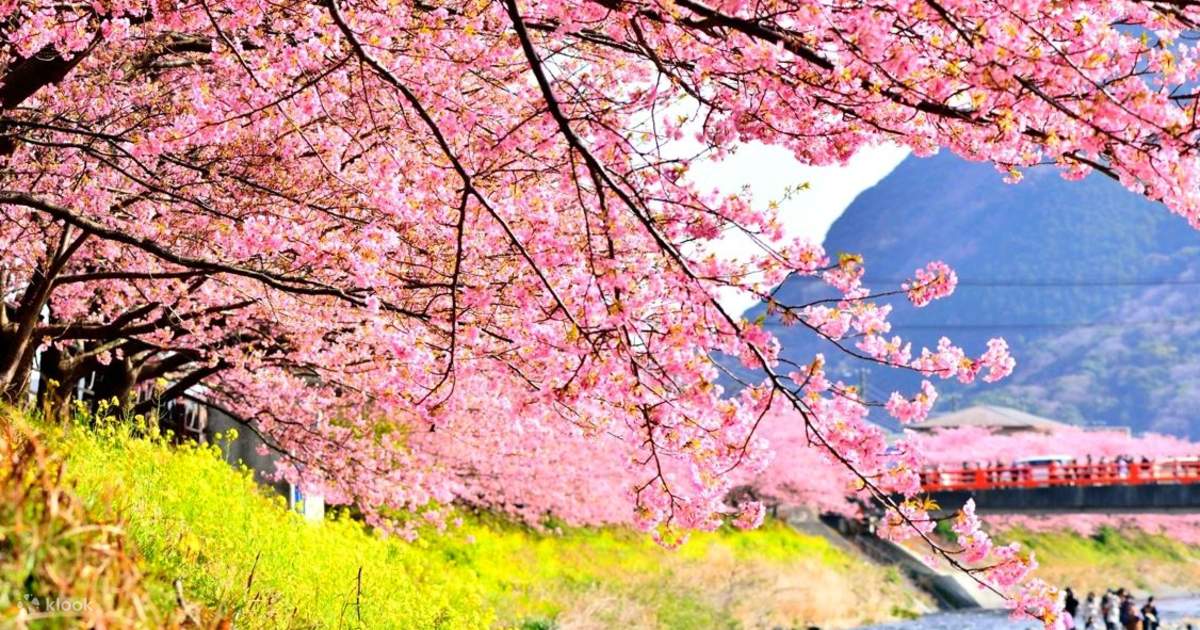 東京からの河津桜と浄蓮の滝ツアー　Klook