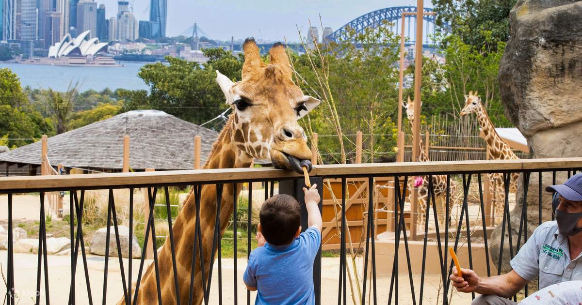 Biglietto d'ingresso per il Taronga Zoo - Klook Stati Uniti