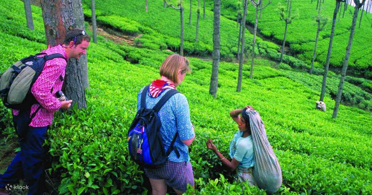 Nuwara Eliya Private Day Tour from Ella, Sri Lanka Klook India