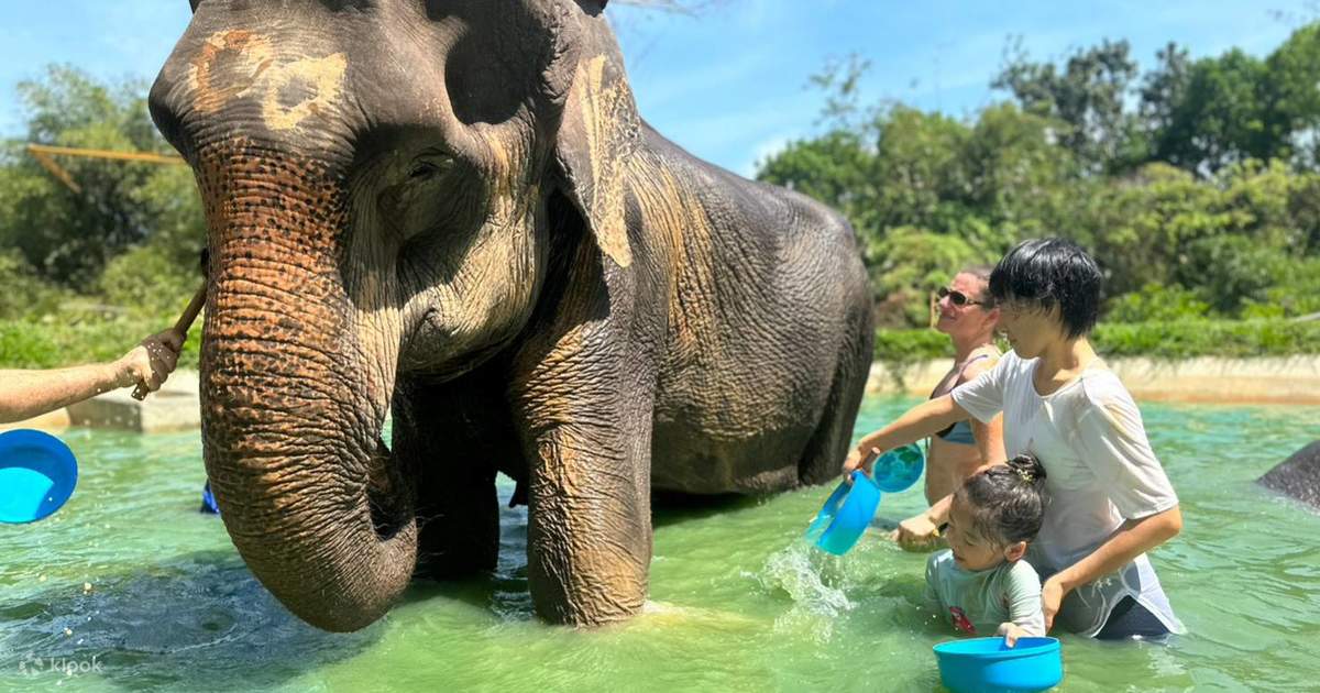 Join In Phuket Elephant Care Sanctuary in Phuket - Klook